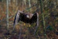 Juvenile bald eagle powers towards the camera as it takes off through the bushes