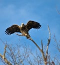 Juvenile Bald Eagle Ready to Fly