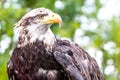 A Juvenile Bald Eagle in Wyoming