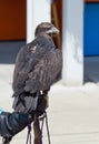 Juvenile Bald Eagle