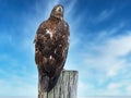 Juvenile Bald Eagle sitting on a Piling