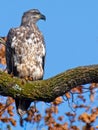 Juvenile Bald Eagle sitting on a tree branch