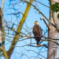 Juvenile Bald Eagle sitting on a tree branch.Ottawa National Wildlife Refuge.Ohio.USA Royalty Free Stock Photo