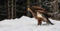 A Juvenile Bald Eagle In Snow (Haliaeetus leucocephalus) Royalty Free Stock Photo