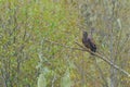 A juvenile bald eagle less than 5 years old perches in a branch in the rainforest Royalty Free Stock Photo