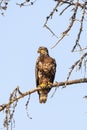 young bald eagle sitting on tree branch Royalty Free Stock Photo