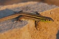 Juvenile Balkan green lizard Lacerta trilineata is a species of lizard in the Lacertidae family in sunset Royalty Free Stock Photo