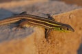 Juvenile Balkan green lizard Lacerta trilineata is a species of lizard in the Lacertidae family in sunset Royalty Free Stock Photo