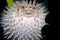 Juvenile balloonfish