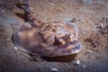 A Juvenile Banded Guitar Fish Royalty Free Stock Photo