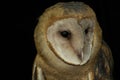 Juvenile barn owl portrait Royalty Free Stock Photo