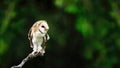 A Juvenile Barn-Owl ( Tytonidae )