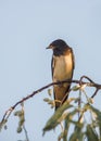 Juvenile Barn Swallow