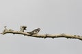 Juvenile Barn Swallow