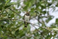 Juvenile Barn swallow on a tree Royalty Free Stock Photo