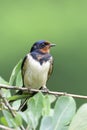 Juvenile Barn swallow on a tree