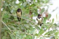 Juvenile Barn swallow on a tree Royalty Free Stock Photo