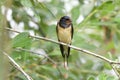 Juvenile Barn swallow on a tree Royalty Free Stock Photo