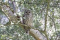 Juvenile barred owl bird