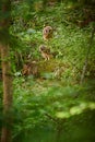 Young juvenile Barred Owls learning to hunt. Royalty Free Stock Photo