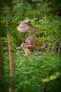 Young juvenile Barred Owls learning to hunt. Royalty Free Stock Photo