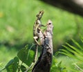 Juvenile Basiliscus vittatus looking for heat Royalty Free Stock Photo
