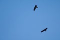 Juvenile bearded vultures Gypaetus barbatus in flight.