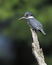 Juvenile Belted Kingfisher perched on a dead branch