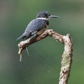 Juvenile Belted Kingfisher perched on a dead branch
