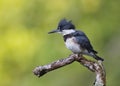 Juvenile Belted Kingfisher perched on a dead branch