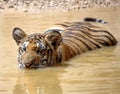 Juvenile bengal tiger swimming,thailand,asia cat