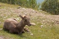 Juvenile big horn sheep Royalty Free Stock Photo