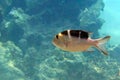 Juvenile Bigeye emperor Monotaxis grandoculis - fish. Red Sea Egypt. Royalty Free Stock Photo