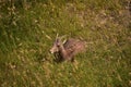 Juvenile Bighorn Sheep Resting in Tall Grass Royalty Free Stock Photo