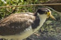 Juvenile Masked Lapwing in Victoria, Australia Royalty Free Stock Photo