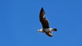 A juvenile black backed gull flies through the blue summer sky Royalty Free Stock Photo