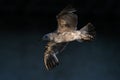 Juvenile Black-backed Gull Flying around the canal