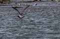 Juvenile Black-backed Gull rising from water Royalty Free Stock Photo
