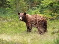 Juvenile Black Bear - Ursus americanus