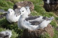 Juvenile Black-browed Albatross