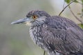 Juvenile Black-crowned Night-Heron Royalty Free Stock Photo