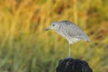 Juvenile Black-crowned Night-Heron Royalty Free Stock Photo