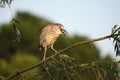 Juvenile Black-Crowned Night Heron Royalty Free Stock Photo