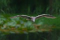 Juvenile Black-crowned Night Heron with a dark background Royalty Free Stock Photo