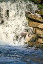 Juvenile Black Crowned Night Heron with a fish in its mouth it just caught at a waterfall Royalty Free Stock Photo