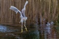 Juvenile Black-crowned Night Heron fishing in a small lake Royalty Free Stock Photo