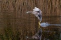 Juvenile Black-crowned Night Heron fishing in a small lake Royalty Free Stock Photo