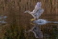 Juvenile Black-crowned Night Heron fishing in a small lake Royalty Free Stock Photo