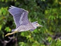 Juvenile Black-crowned Night Heron