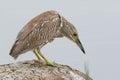 Juvenile Black-crowned Night Heron - Florida Royalty Free Stock Photo